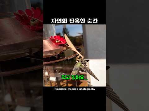 <strong>자연의</strong> 잔혹한 순간