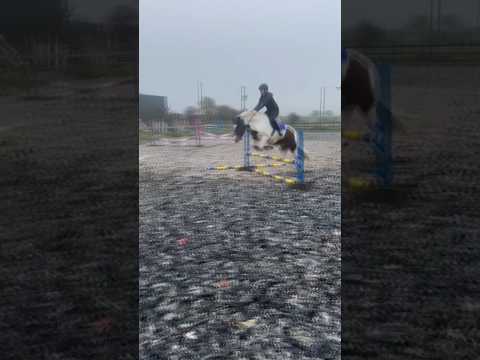 Woodie having a jump today #horse #horses #equestrian #pony #ponies #equestrians #equine #horsegirl