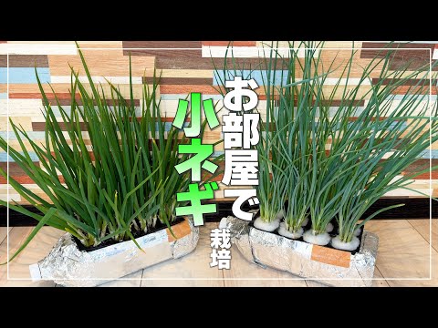【室内栽培】お部屋で小ネギを大量に育てるペットボトル水耕栽培!