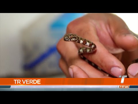 TR Verde: Nuevas especies de serpientes caracoleras