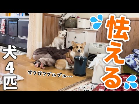 【コーギー】アレをした結果、怯えて逃げ惑う犬たちがコチラ…