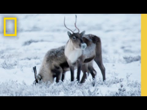 Life Below Zero Season 23 | Official Show Promo | National Geographic