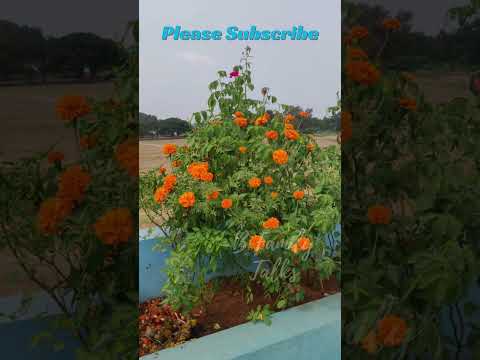 🙏పూజలో ఎర్ర పువ్వు ప్రాముఖ్యత 🌸 | చాగంటి గారి మంత్రమయ సందేశం📿