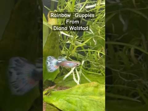 Diane Walstad spoke at my Club and I got 4 of her #guppies. I put them in a #plantedaquarium #fish