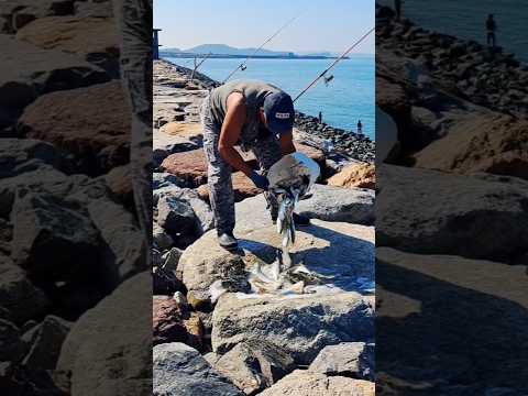 시화방조제에서 잡은 대전어 실제상황! #shorts