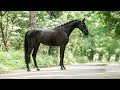 حصان الفروسية Super leuke Black Beauty!