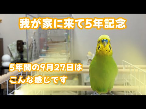 我が家に来て5年☆この5年間の9月27日はこんな感じです♪海賊王になりたかった年もありました【セキセイインコ】