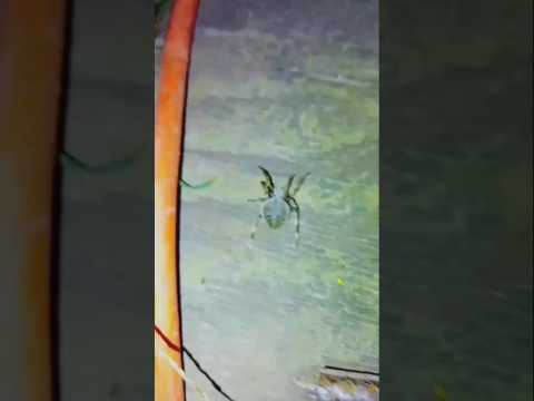 What kind of spider 🕷️ is this? #spider #rock #short