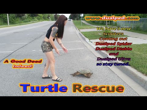 Turtle Rescue! Had To Save This Turtle + 3 New Dualped's Coming Soon!