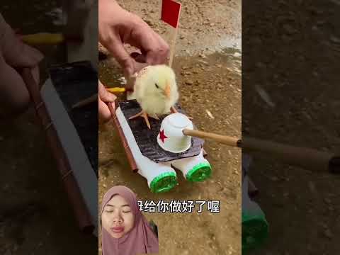 ANAK AYAM TERSESAT ‼️ #funny #toys #shortvideo #maianananak #shorts