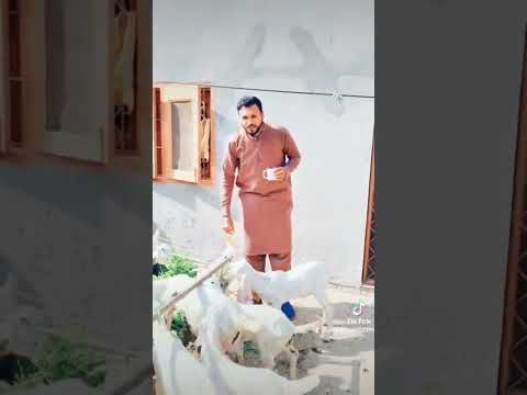 #goats #animal # Short video