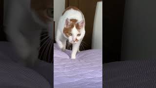 【映像資料】柔らかい地面を歩いてくる猫のリンちゃんの様子。正面のみ。#猫のいる暮らし #cat