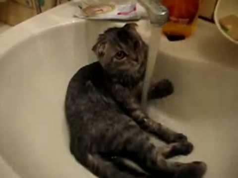 Video: Chuck Norriso kačiukas kuris bijo, - jis nebijo nieko.