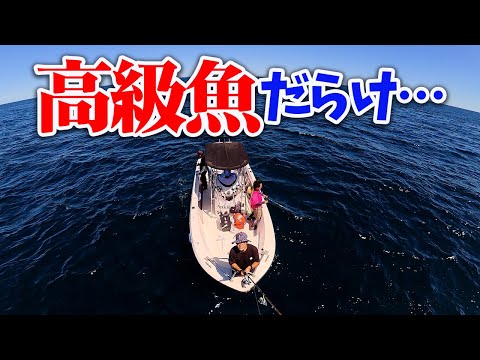 夏の海は高級魚が大量に⁉️