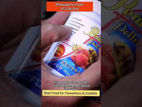 Best Food for Flowerhorn and Cichlids +91 98459 88166