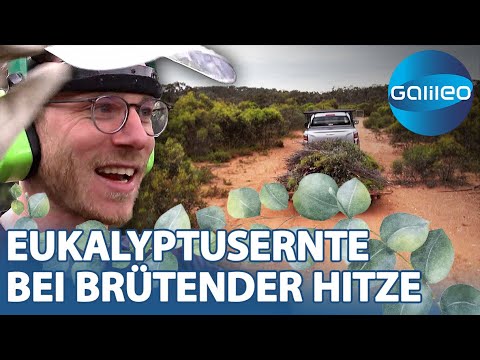 Hitze, gefährliche Tiere & viel Arbeit! 1 Tag auf der Eukalyptusplantage | Galileo | ProSieben