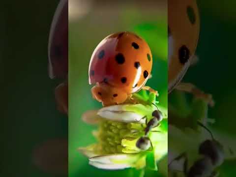 БОЖЬЯ КОРОВКА активно поедает тлю у вас на участке #насекомые #ladybug #божьякоровка
