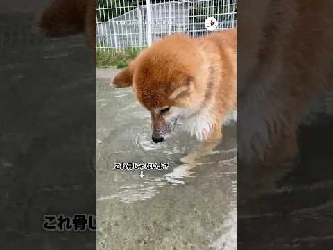 底の模様が骨に見えるペット動画の魅力と解説 サムネイル
