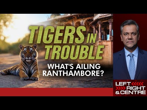 Rajasthan News | Tigers In Trouble, What's Ailing Ranthambore?