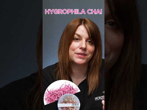 Hygrophila Chai_ The Perfect PINK Plant for Your A Hygrophila Chai is a beautiful pink aquatic plant that adds a bright, colourful touch to any aquasca