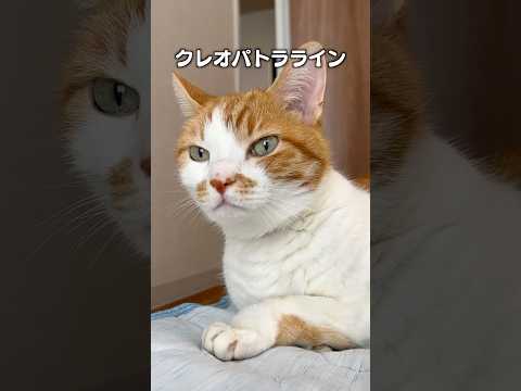 クレオパトララインの猫あるあるソングとコミュニティ情報 サムネイル