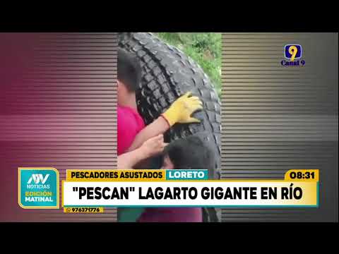 Loreto: Pobladores pescan lagarto negro gigante en río