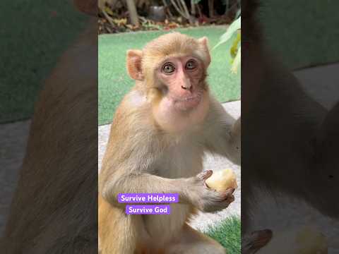 Service to the helpless, service to God. #shortsfeed