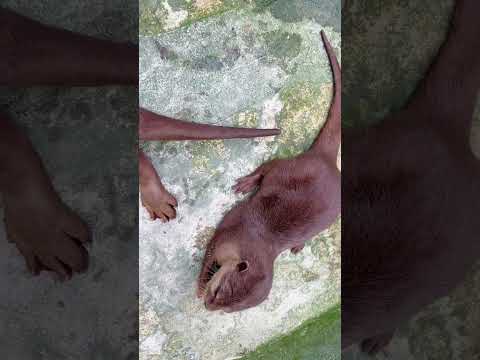 Cozy Nights In: How to Make Raw Fish Dishes That Are Too Cute to Eat #otter #cute #animals #puppy