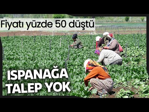 Ispanağın Fiyatı Yüzde 50 Düştü, Yine de Tezgahta Kaldı