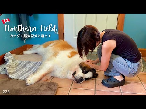 エアコン部屋から動かない！78kgセントバーナード【超大型犬とカナダで田舎暮らし】
