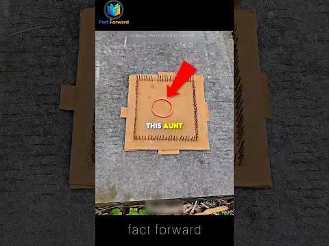 Genius Ants Solve Impossible Trap! 🐜💡