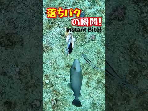 エサが落ちてくるのを狙っていたメガネハギ。