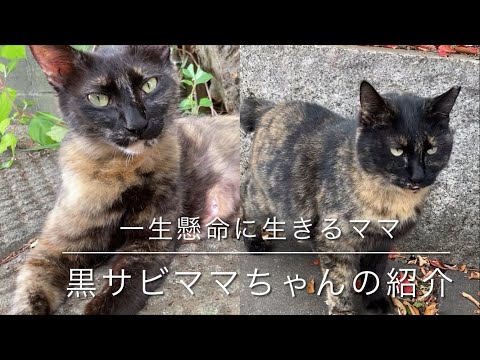 一生懸命生きるママ😀黒サビママちゃんの紹介