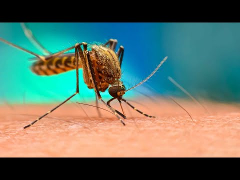 Piden atender casos de malaria en el estado Lara – El Noticiero emisión meridiana 06/02/24
