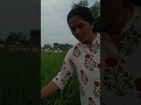 మా పొలం ఎలా ఉందో చూడండి చాలా రోజుల తర్వాత