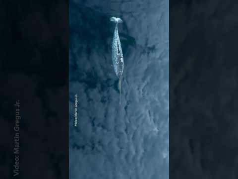 Meet the “unicorn of the sea,” aka Narwhals 💛 #NationalGeographic