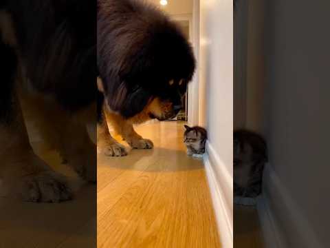 Motherhood is the Strongest Force (Even Against a Lion-Dog!) ❤️💪