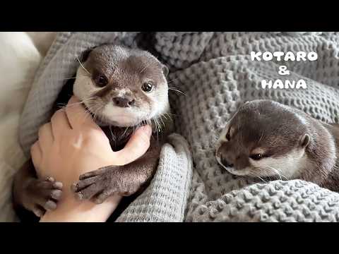 ねむいのに寝たくないとぐずるカワウソが可愛すぎる　Otter Refusing to Go to Sleep is the Cutest Thing Ever