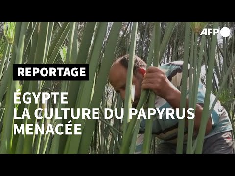 Dans le Delta du Nil, la culture du papyrus menacée par la chute du tourisme | AFP