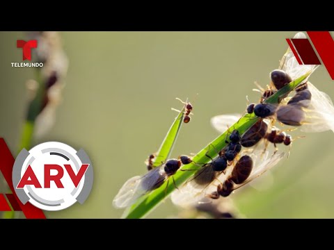 Hormigas voladoras gigantes son detectadas en Reino Unido | Al Rojo Vivo | Telemundo