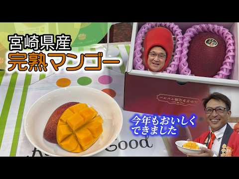 宮崎県産完熟マンゴー　今年もおいしくできました！