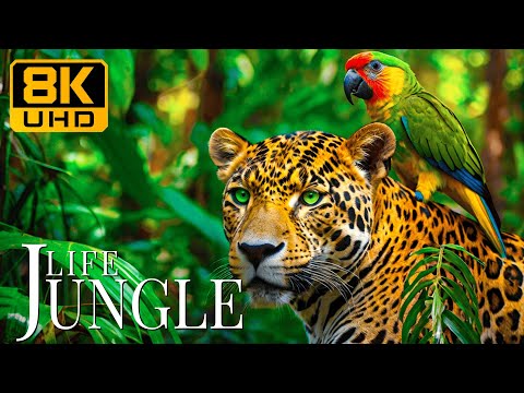 Jungle Life 8K UHD 🐆 Majestic Beasts With Deeply Relaxing Music