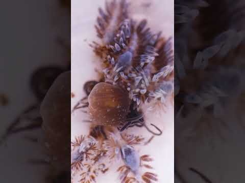 NUDI FEAST! What are These Ferocious Critters? #sh 