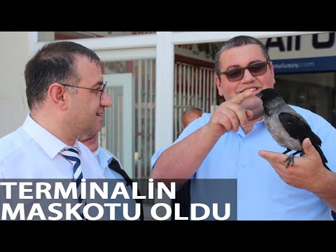 Bilet Satış Görevlisinin Bulup Beslediği Karga, Terminalin Maskotu Oldu