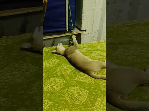 cute Bachha Simba #cat #cutecat #simba #fxyoeditz