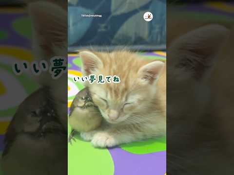 犬の動画サムネイル - 子猫を支えてくれる優しい鳥さん｜PECO