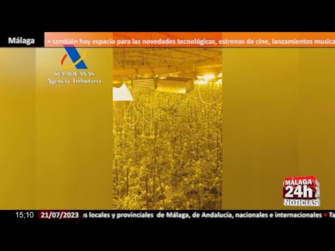 Noticia - Desmantelan una macroplantación de marihuana en Jerez