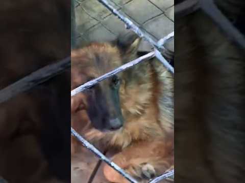 #dog #jermanshepherd #viral #shortvideo #pets