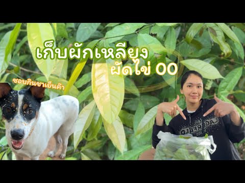 เก็บผักเหลียงมาผัดไข่|NateK