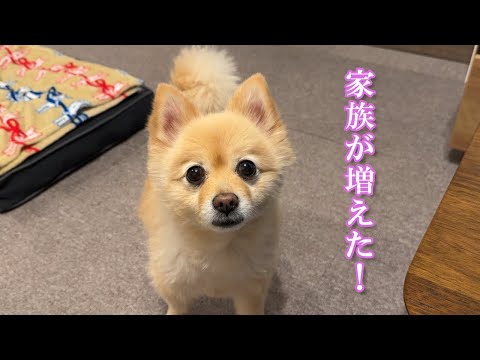 新婚夫婦と愛犬の幸せな日常がこちら【結婚祝い編】